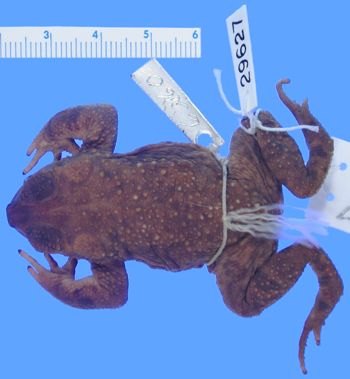 Media type: image; Herpetology A-29627